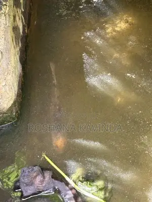 3 Gurami ගුරාමි 3k සහ Queen Fish Set