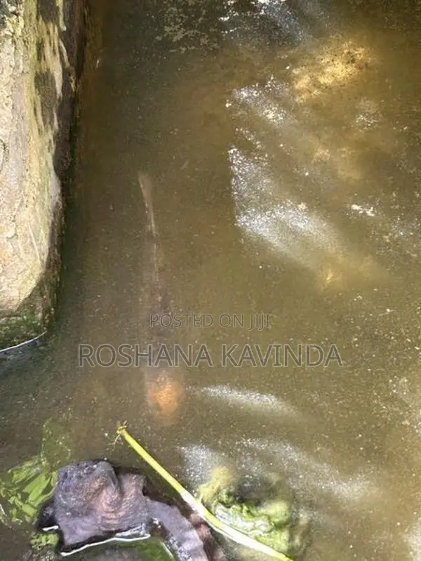 3 Gurami ගුරාමි 3k සහ Queen Fish Set