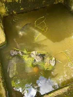 3 Gurami ගුරාමි 3k සහ Queen Fish Set