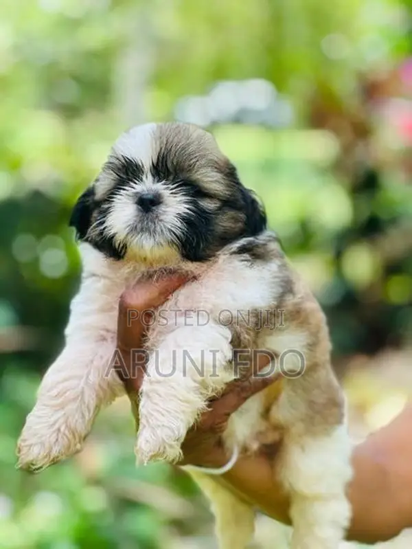 Shihtzu Puppies