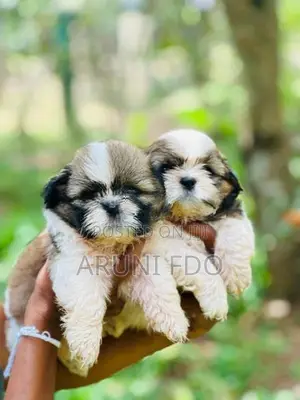 Shihtzu Puppies
