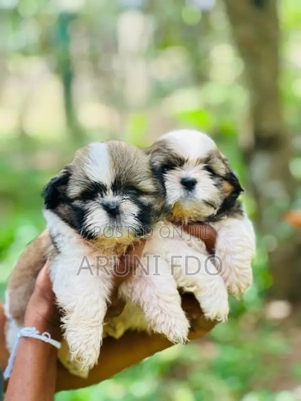 Shihtzu Puppies