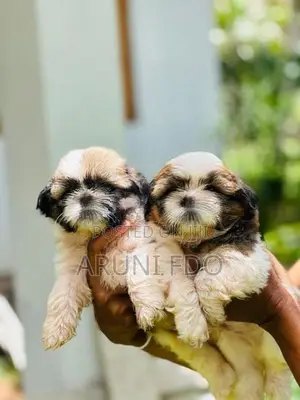 Shihtzu Puppies