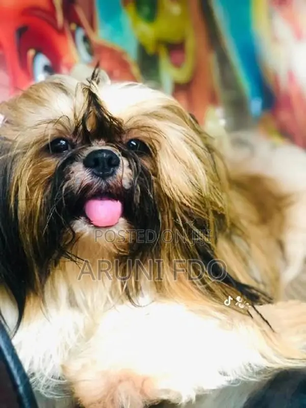 Shihtzu Puppies