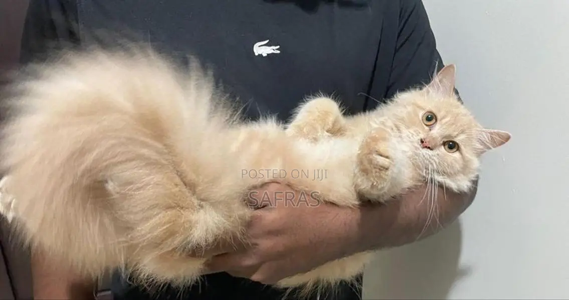 Persian Ginger Kitten
