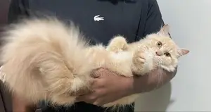 Persian Ginger Kitten