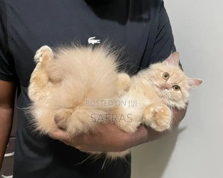 Persian Ginger Kitten