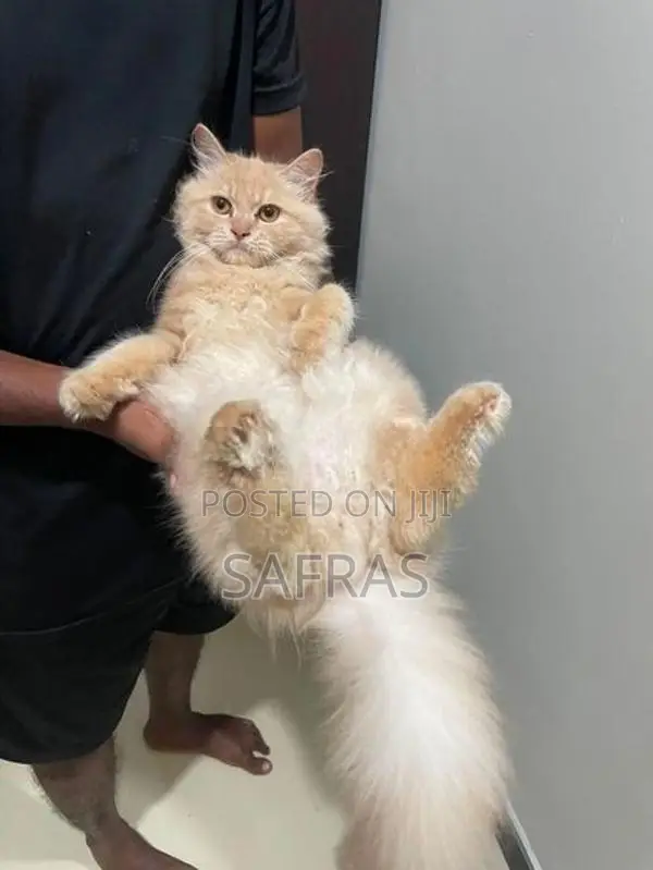 Persian Ginger Kitten