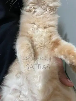 Persian Ginger Kitten