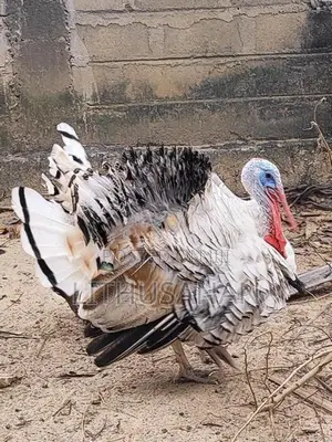 வான்கோழி