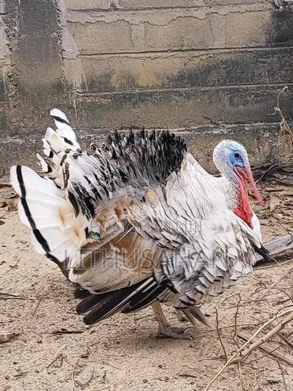 வான்கோழி