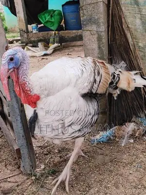 வான்கோழி