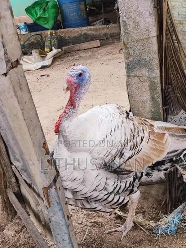 வான்கோழி