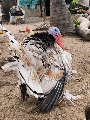 வான்கோழி