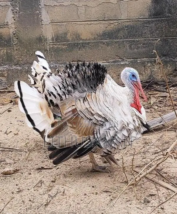 வான்கோழி