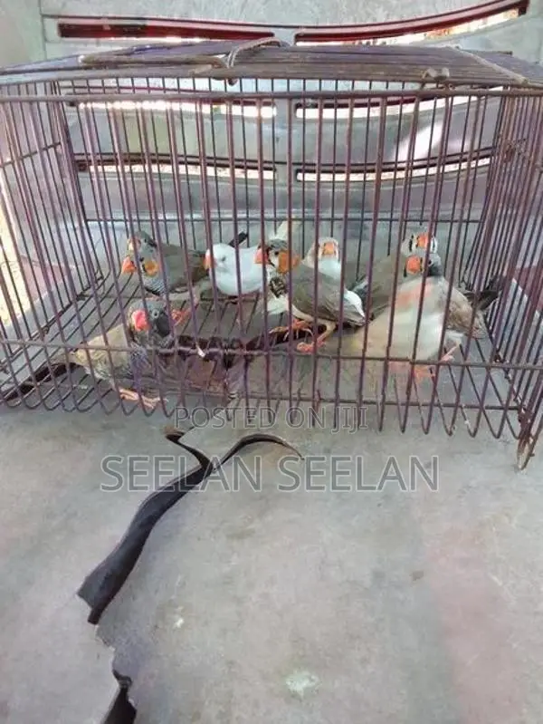 Finches Birds