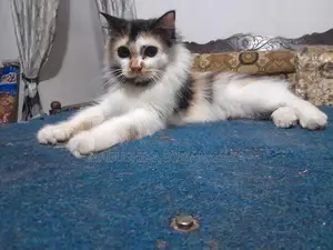 Persian Cat