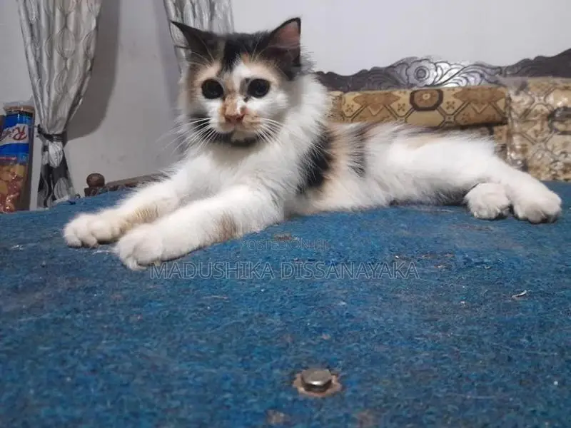 Persian Cat