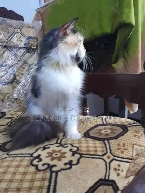Persian Cat