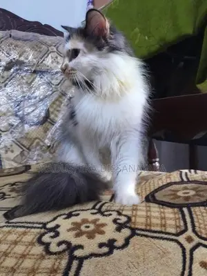 Persian Cat