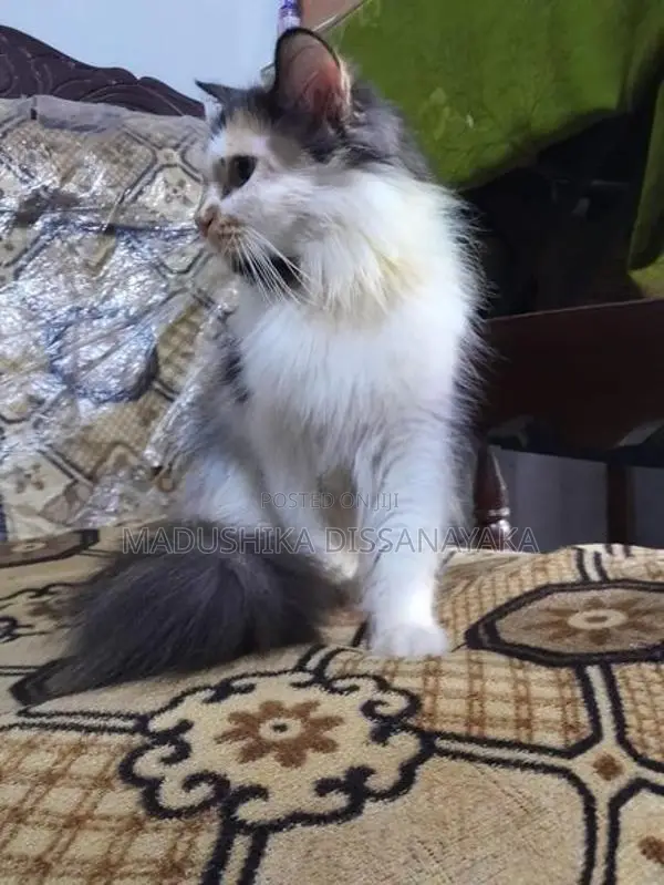 Persian Cat