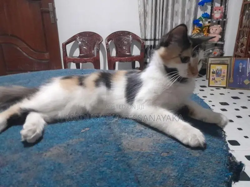 Persian Cat