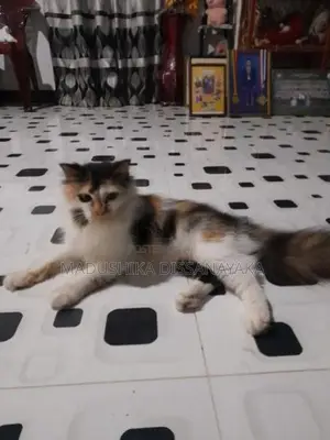 Persian Cat