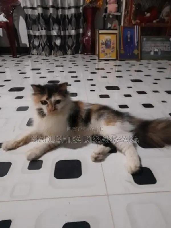Persian Cat