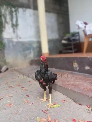 Rooster