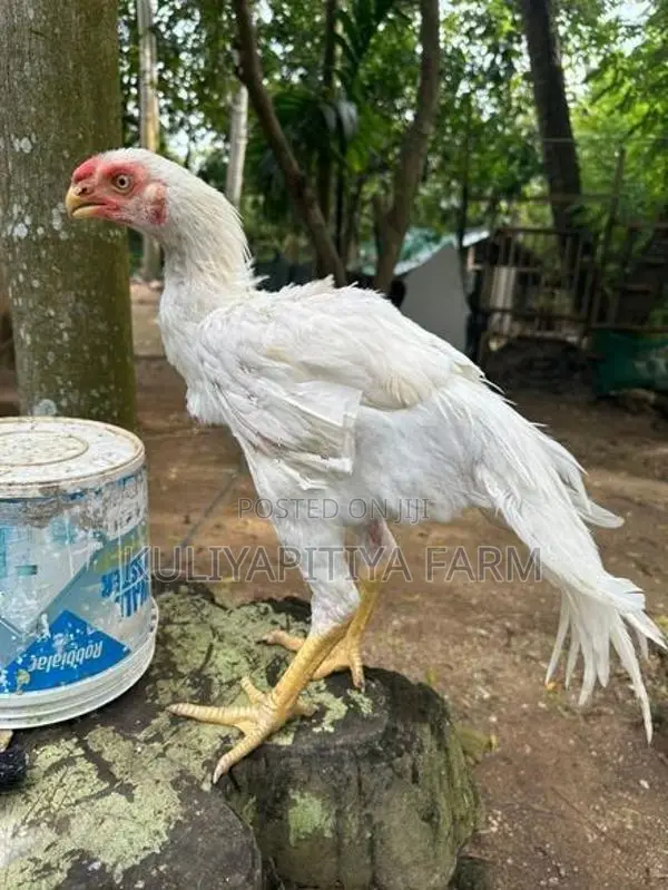 Parrot Beak Aseel Roosters