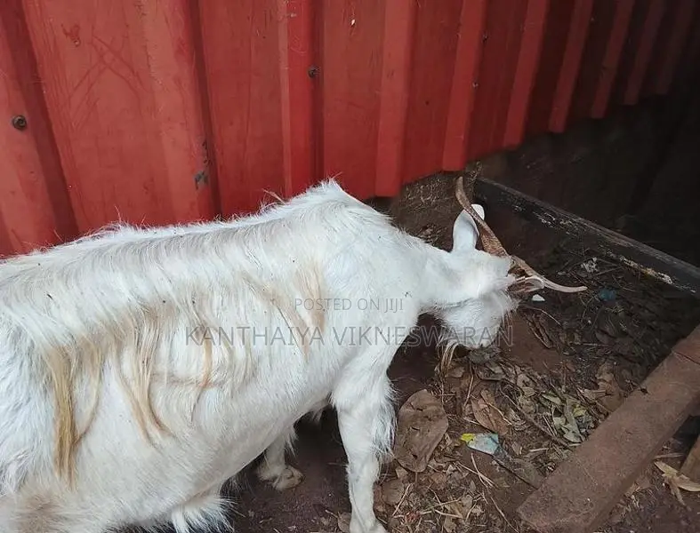 Saanen Female Goat