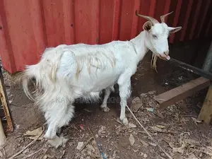 Saanen Female Goat
