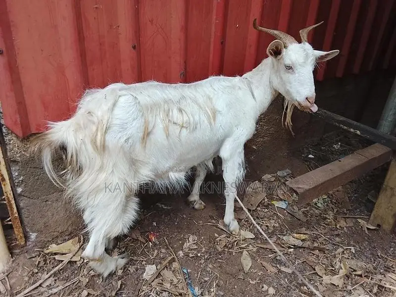 Saanen Female Goat