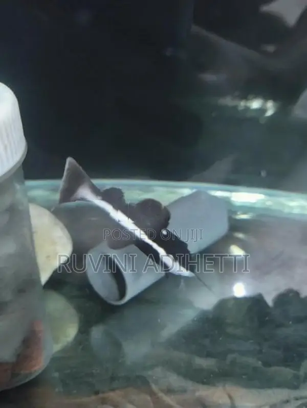 Red Tail Catfish