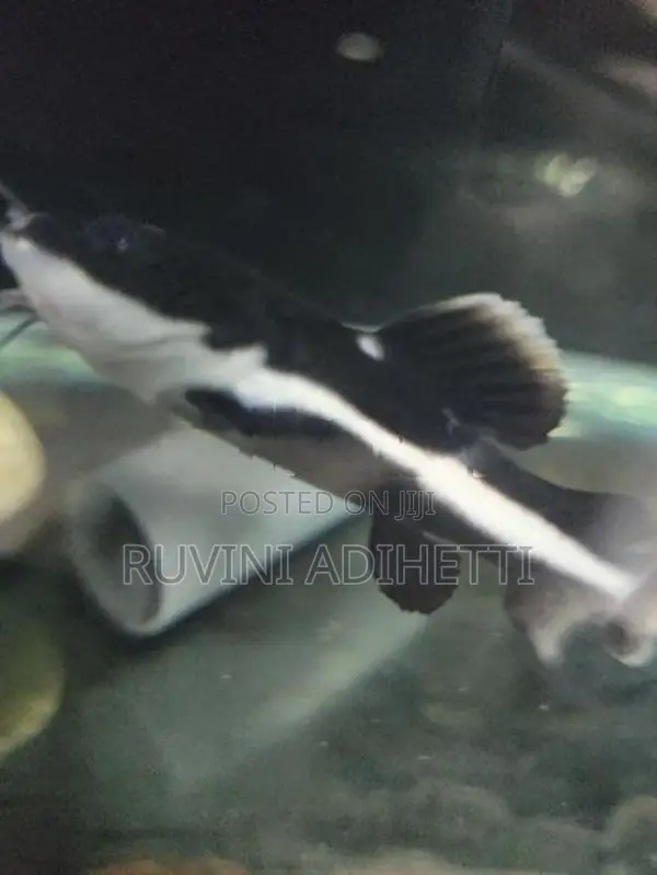 Red Tail Catfish