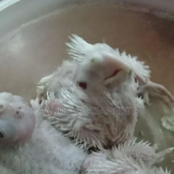 Cockatiel Albino Red Eye Chicks
