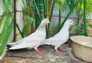Pigeon