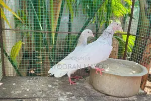 Pigeon