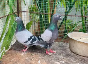 Pigeon