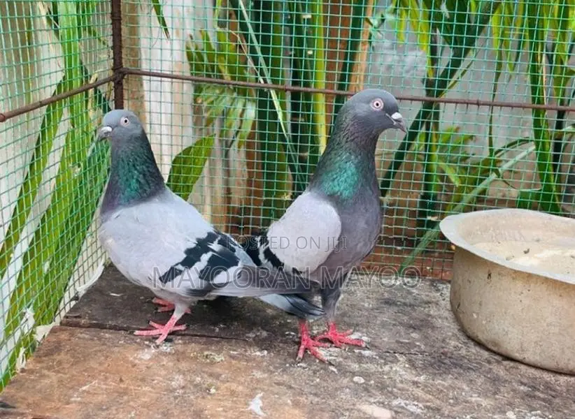 Pigeon