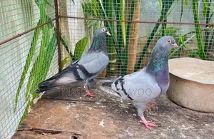 Pigeon