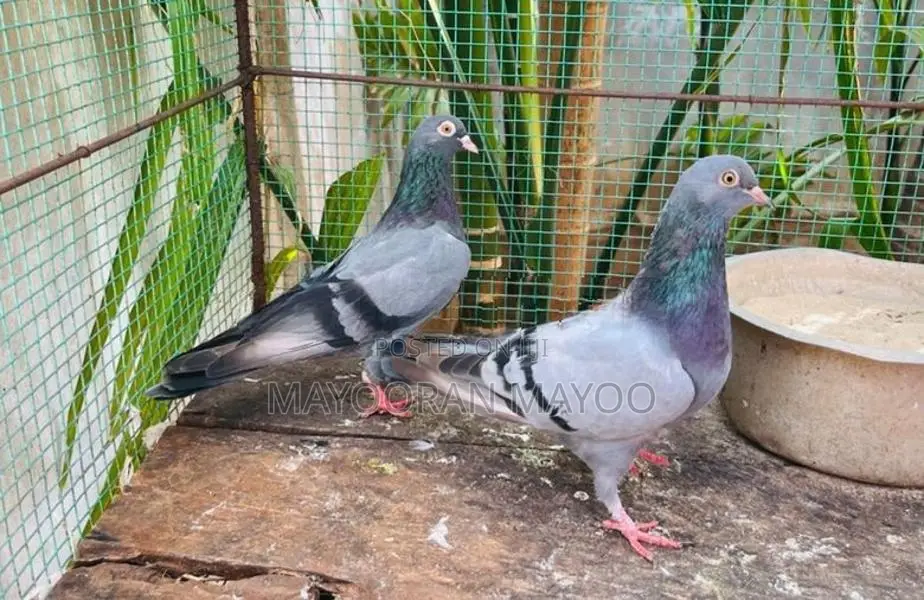 Pigeon