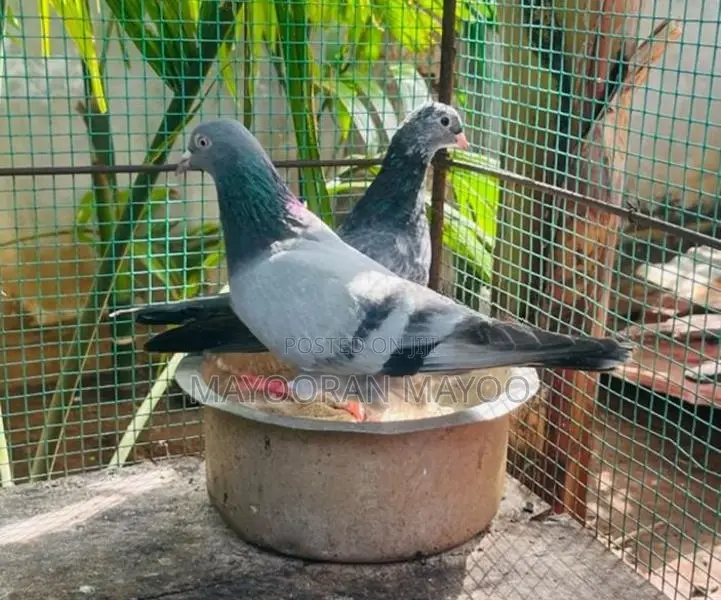 Pigeon