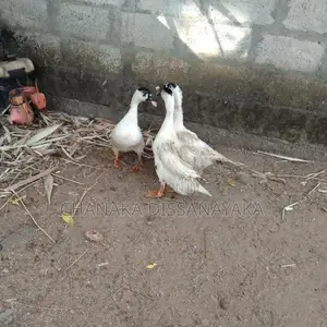 Muscovy Ducks