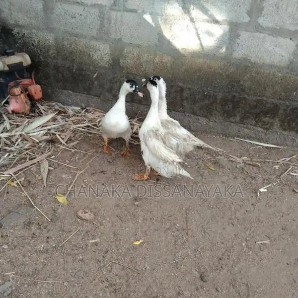 Muscovy Ducks