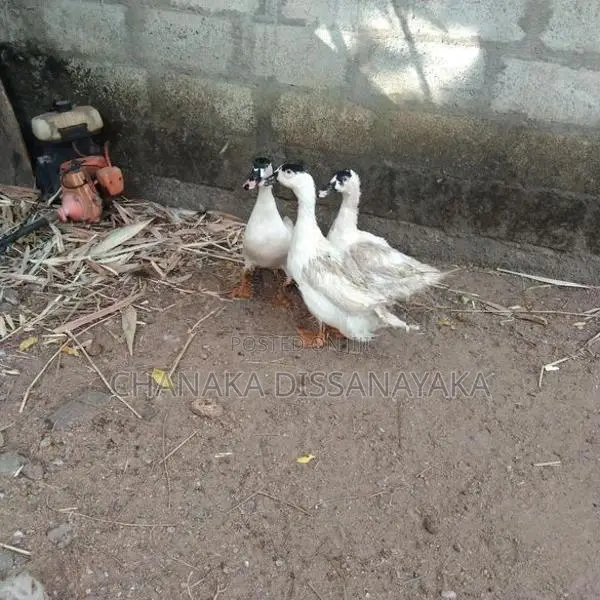 Muscovy Ducks