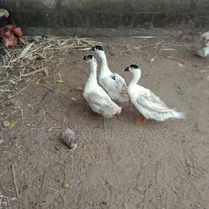 Muscovy Ducks