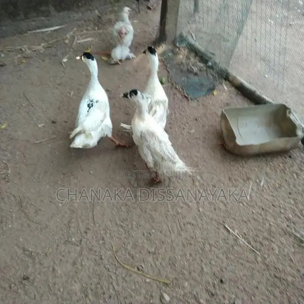 Muscovy Ducks
