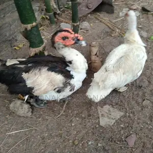 Muscovy Ducks