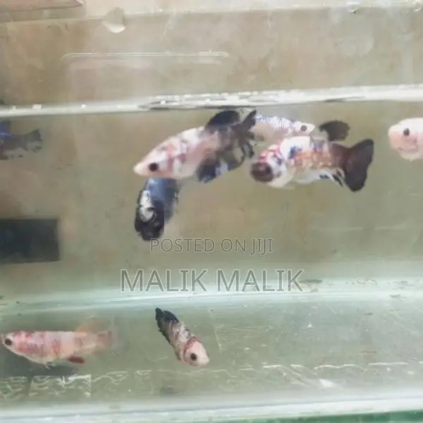 Fighter Betta Fish